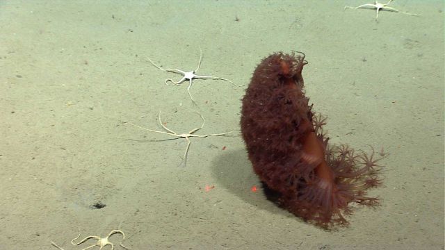 Deep sea coral Picture