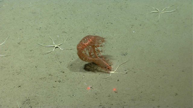 Deep sea coral Picture
