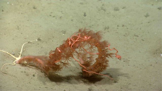 Deep sea coral Picture