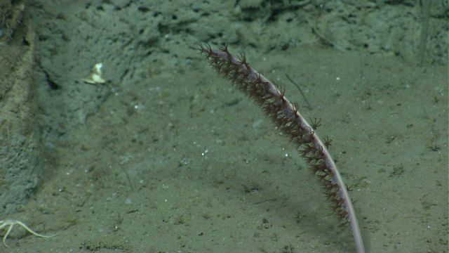Deep sea coral Picture
