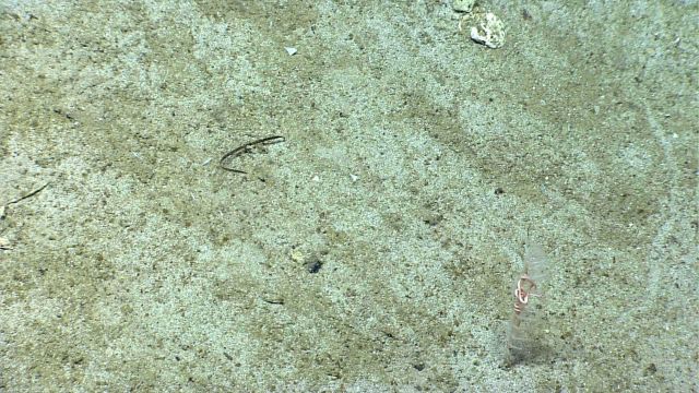 Deep sea coral Picture
