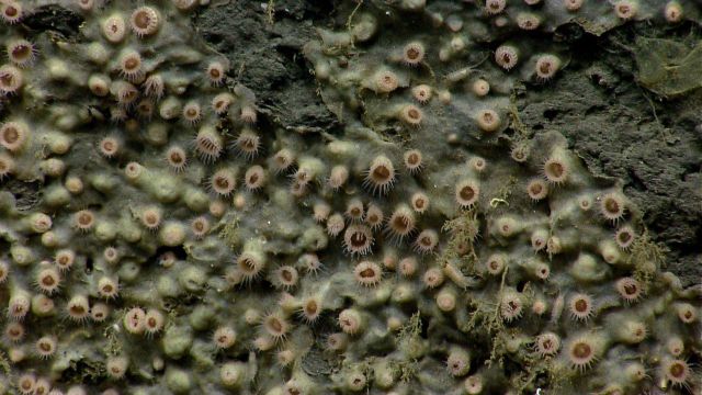Zoanthids encrust part of a vertical canyon wall Picture
