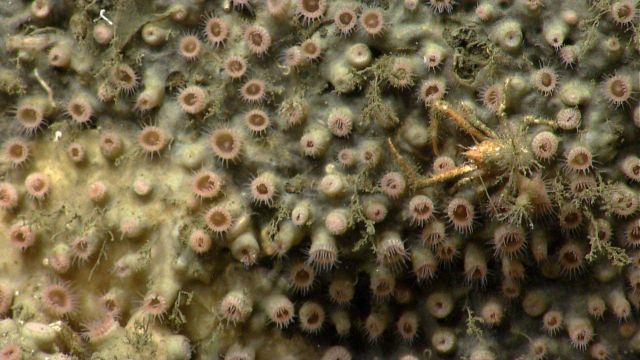 Zoanthids and a small orange crab. Picture