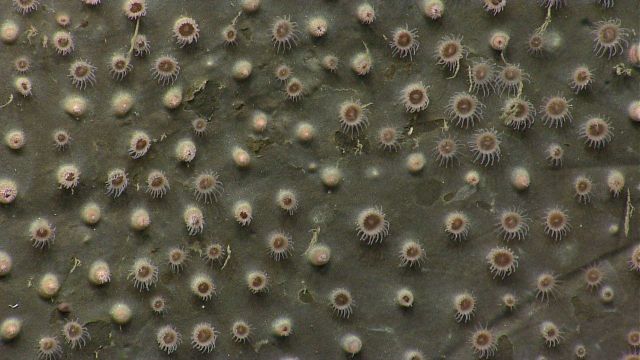 Zoanthids on a canyon wall. Picture