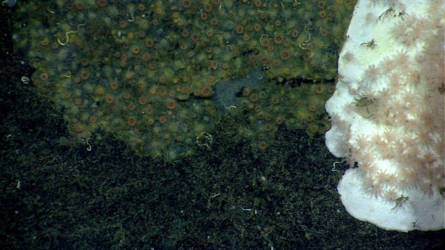 Deep sea coral Picture