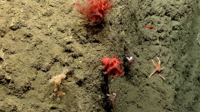 Deep sea coral Picture