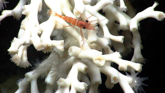 Deep sea coral Picture