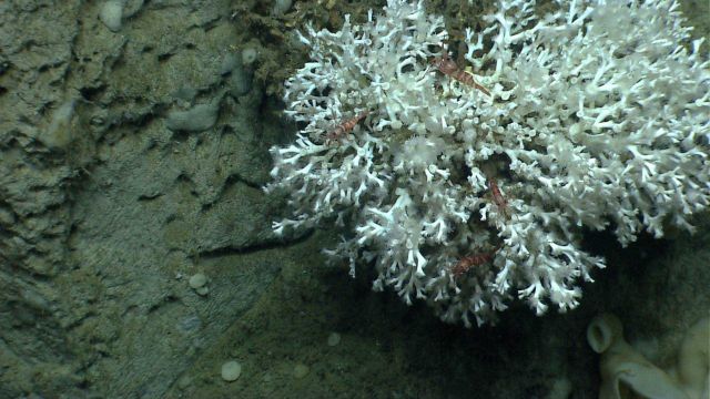 Deep sea coral Picture