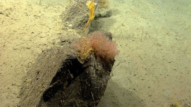 Deep sea coral. Picture