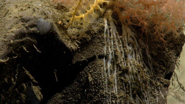 Deep sea coral. Picture