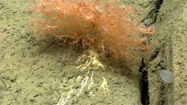 Deep sea coral. Picture