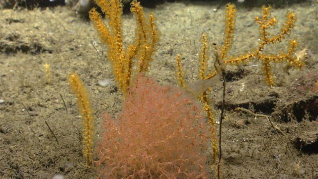 Deep sea coral. Picture
