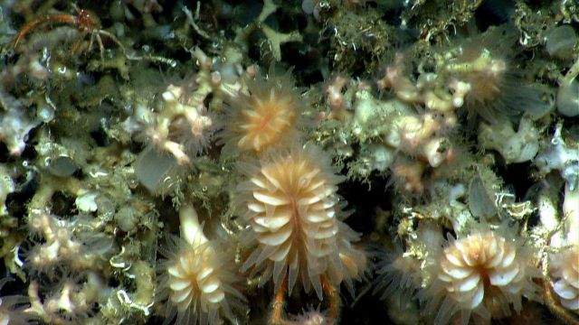 Deep sea coral. Picture