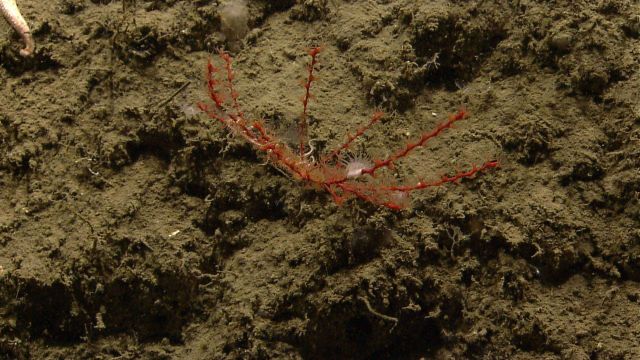 Deep sea coral. Picture