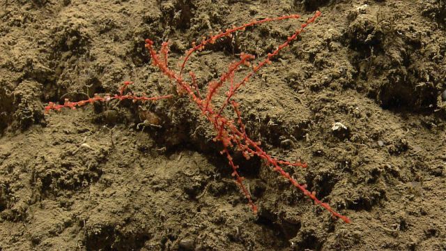 Deep sea coral. Picture