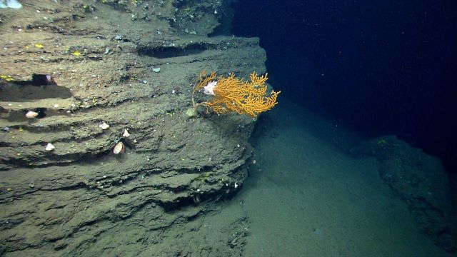 Deep sea coral. Picture