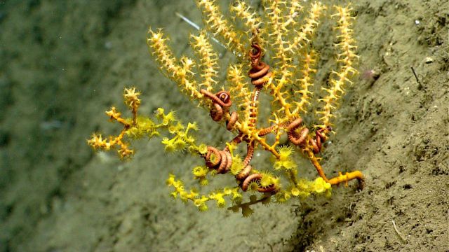 Deep sea coral. Picture
