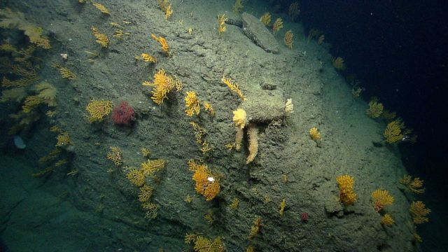 Deep sea coral. Picture