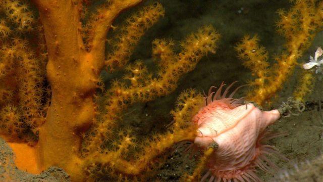Deep sea coral. Picture