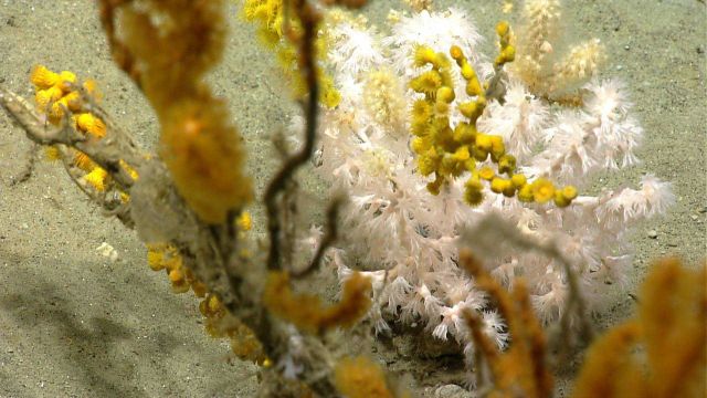 Deep sea coral. Picture