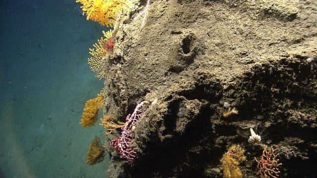 Deep sea coral. Picture