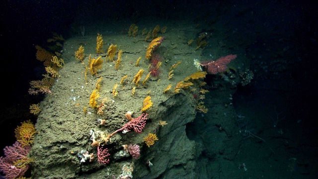 Deep sea coral. Picture