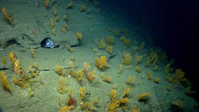 Deep sea coral. Picture
