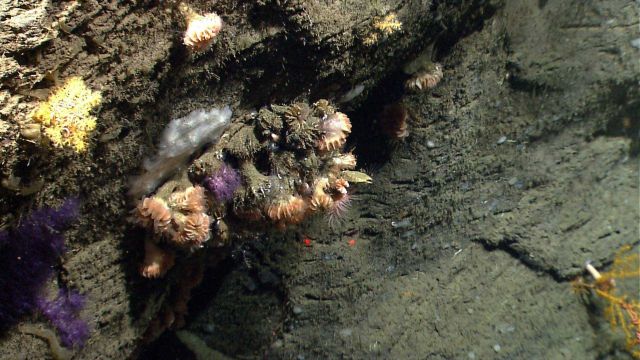 Deep sea coral. Picture