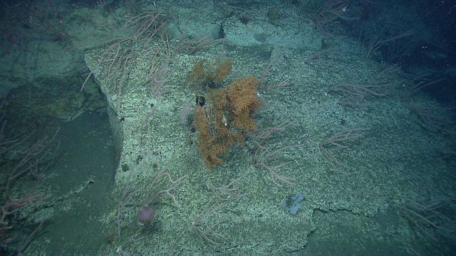 Deep sea coral. Picture