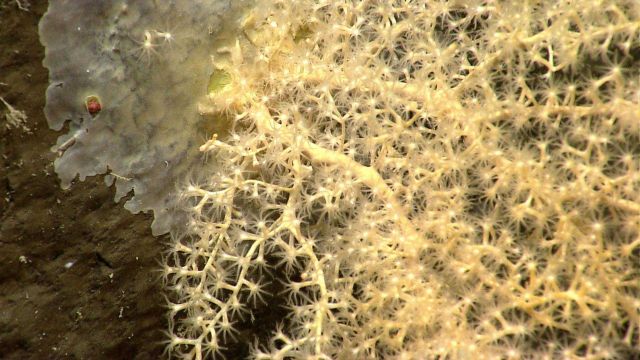 Deep sea coral. Picture