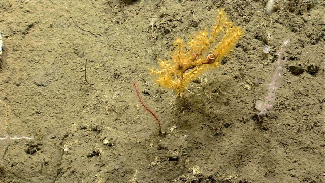 Deep sea coral. Picture