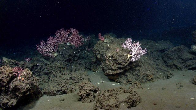 Deep sea coral. Picture