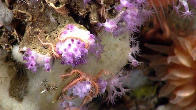 Deep sea coral. Picture