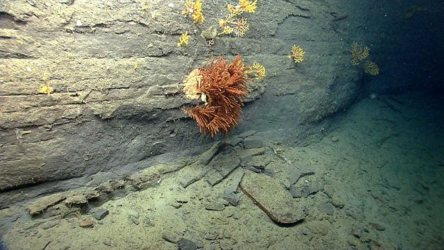 Deep sea coral. Picture