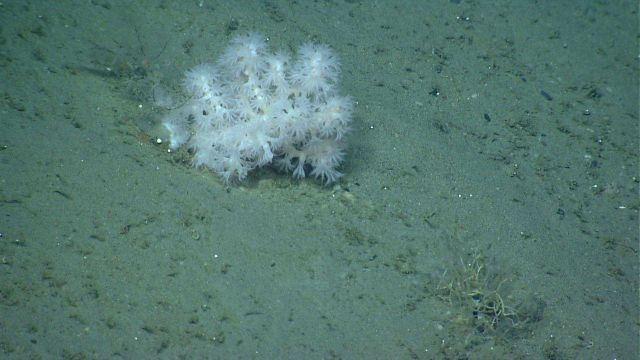 Deep sea coral. Picture