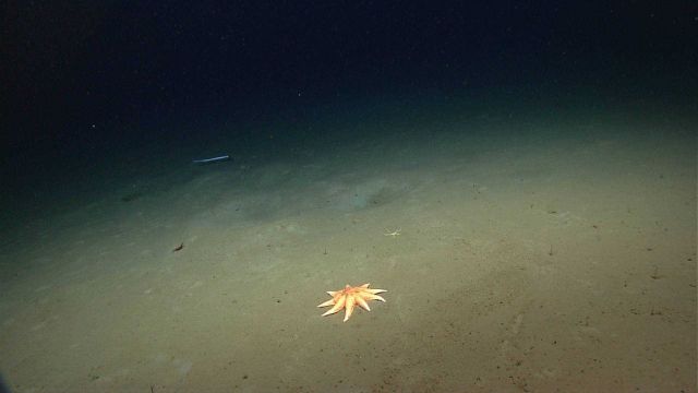 Sea star. Picture