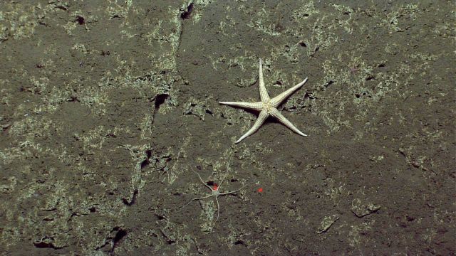 Sea star. Picture