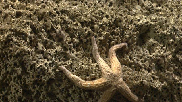 Sea star. Picture