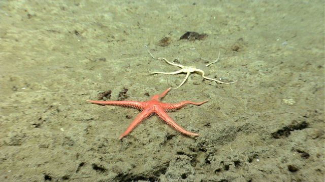 Sea star. Picture