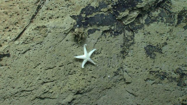 Sea star. Picture