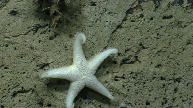 Sea star. Picture