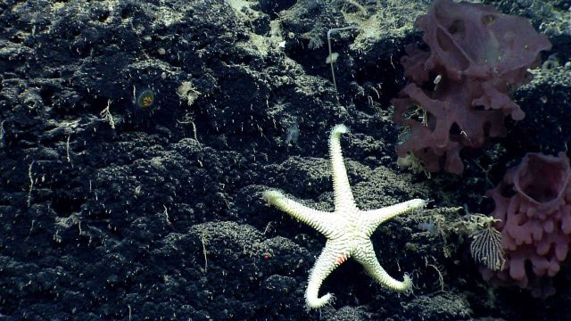 Sea star. Picture