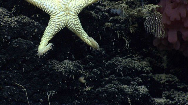 Sea star. Picture
