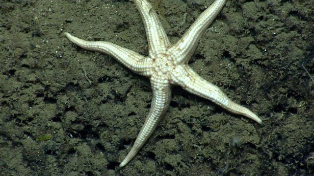 Sea star. Picture