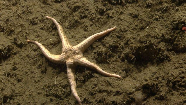 Sea star. Picture