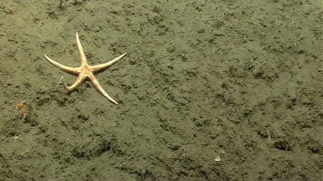 Sea star. Picture