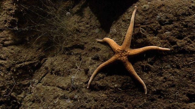 Sea star. Picture