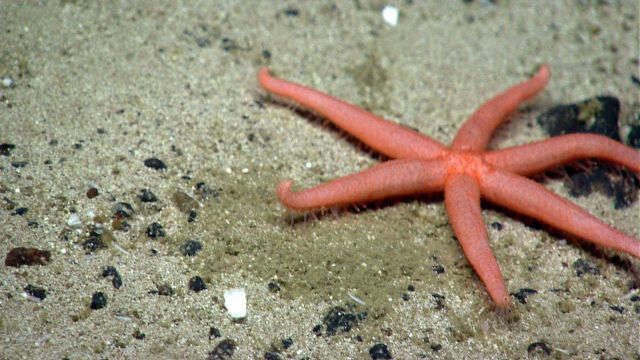 Sea star. Picture