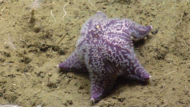 Sea star. Picture