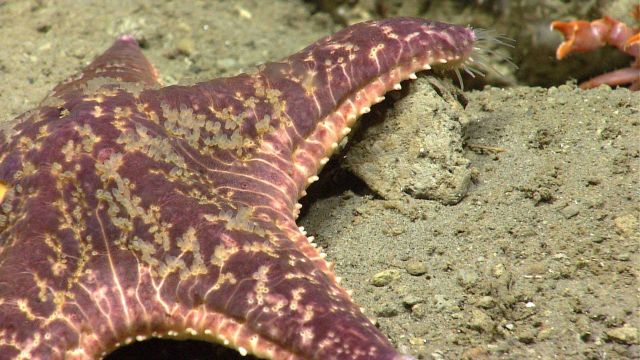Sea star. Picture